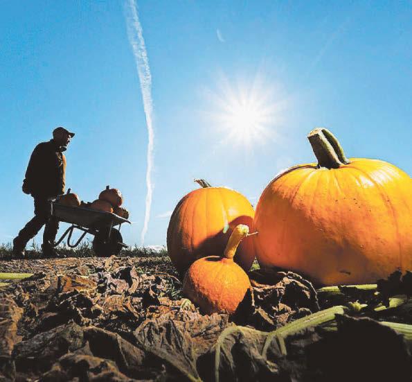 Pumpkins and apples a-plenty