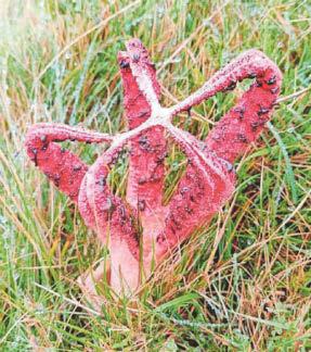 'Stinky' fungus is rare find on moor
