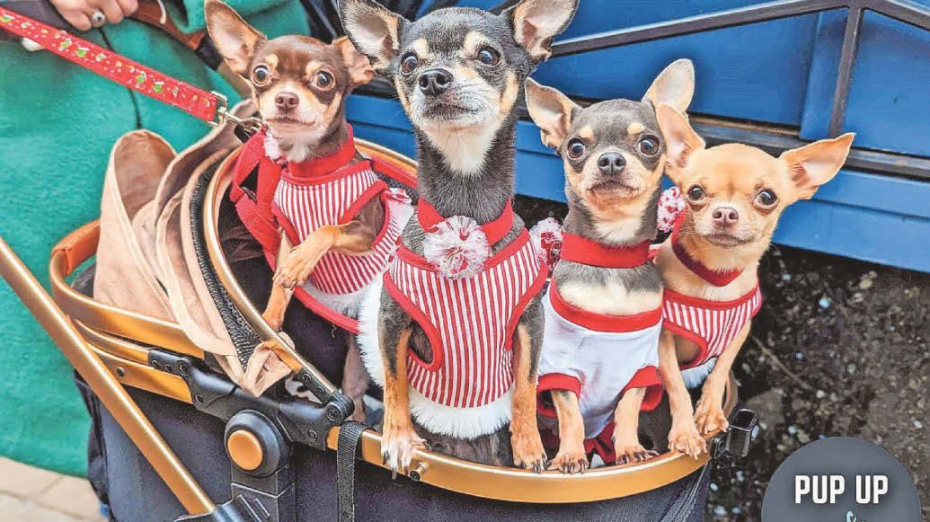Festive fun for your favourite pooch