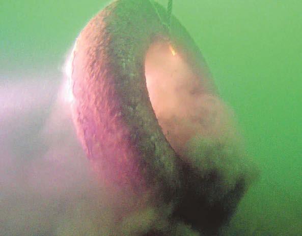 Call to stop throwing rubbish in the Sound