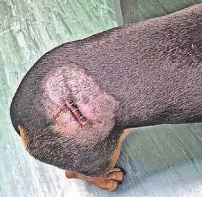 Man and his pet dog mauled by Rottweiler