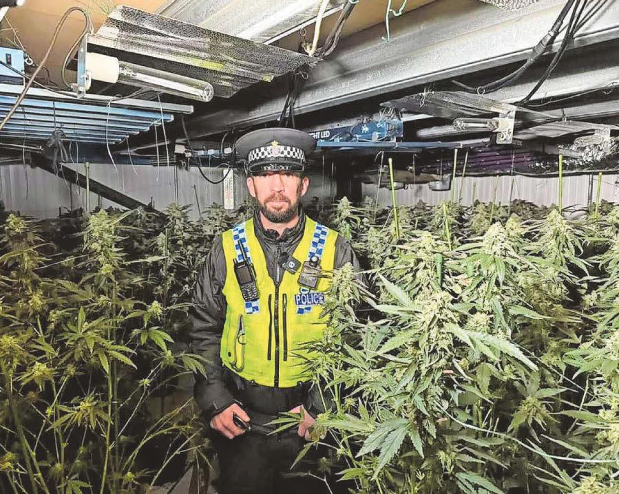 Police crackdown on cannabis
