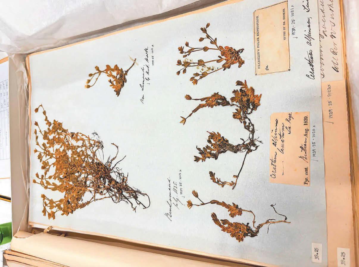 Historic record of local flora