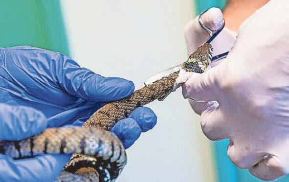 Harmless snake caught in 'cruel' glue trap