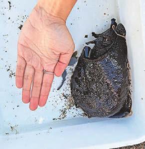 Rare rockpool find on beach 'shows diversity'