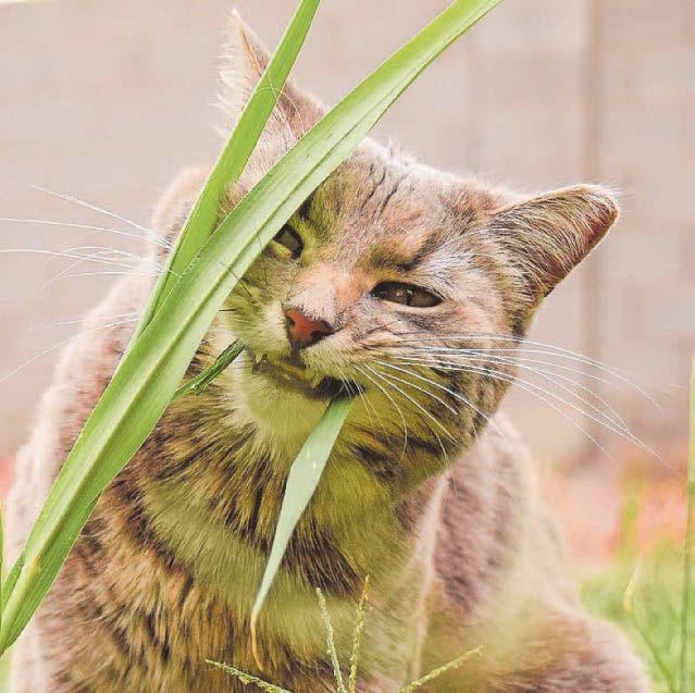 Should my cats be eating grass?