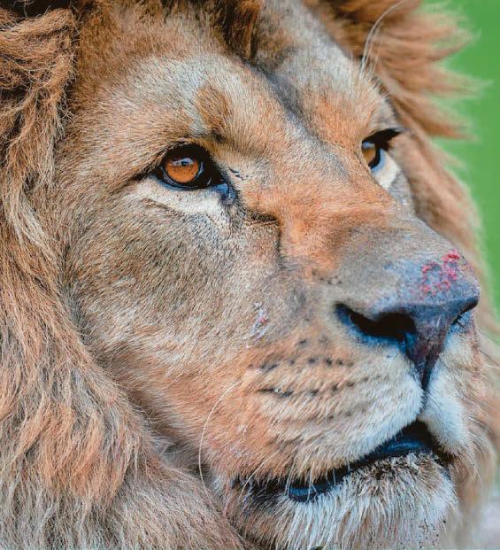 Rescued lions settle into new home