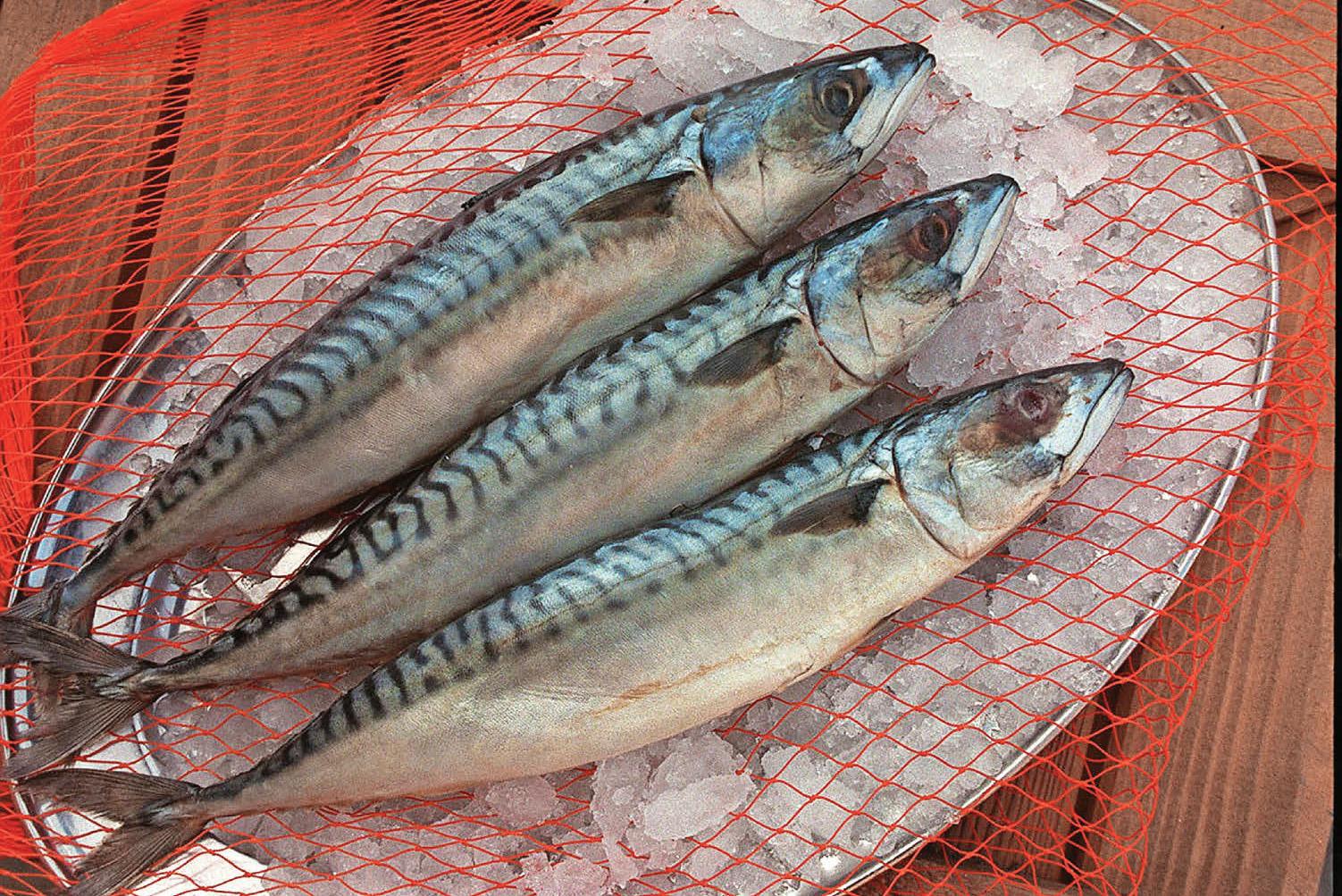 Mackerel slips down rankings in guide to sustainable fish