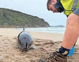 Call for net devices to deter cetaceans