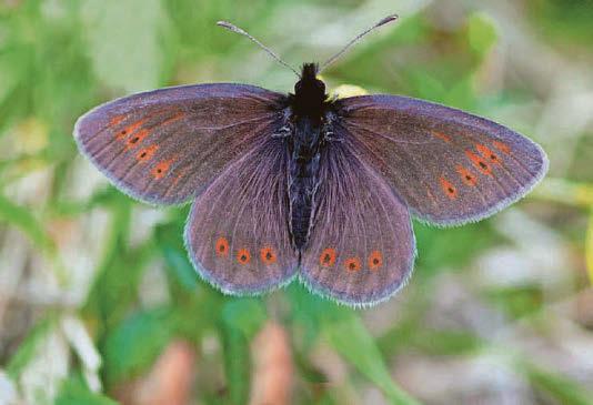 Your chance to become lord of the ringlets