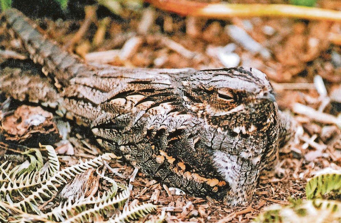 Watch out for well-camouflaged nightjars – if you can spot them