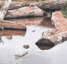 Beavers play role in reducing drought risk at West estate