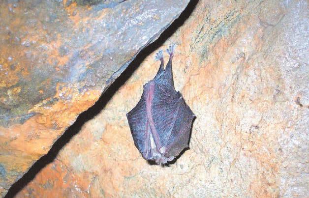 Work on new homes avoids making rare bats homeless