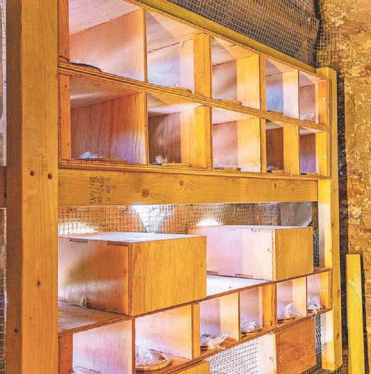 Boxes in church tower offer a new home for summer swifts
