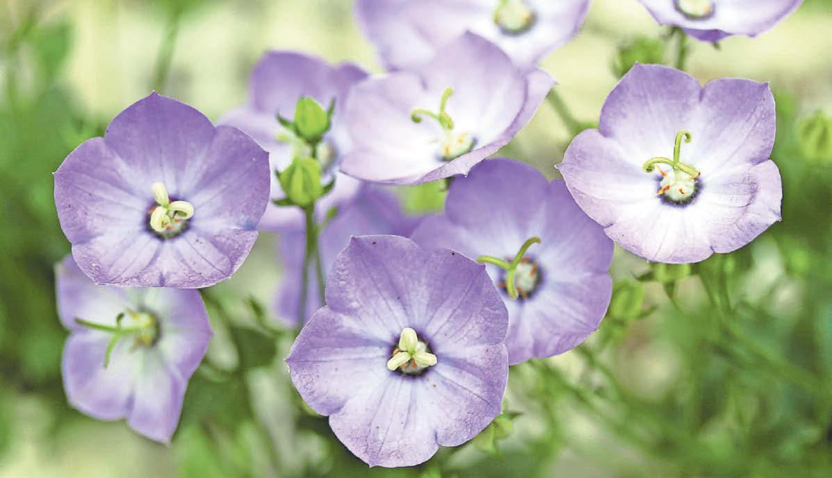 Call for West gardeners to help conserve horticultural heritage