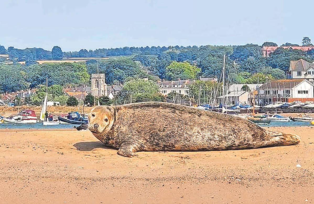 Seals haul out on the sands to soak up the sun