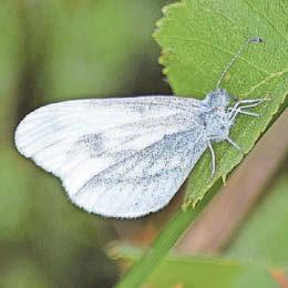 Alarming decline in butterfly numbers