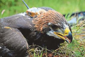 Sir David names golden eagle chick