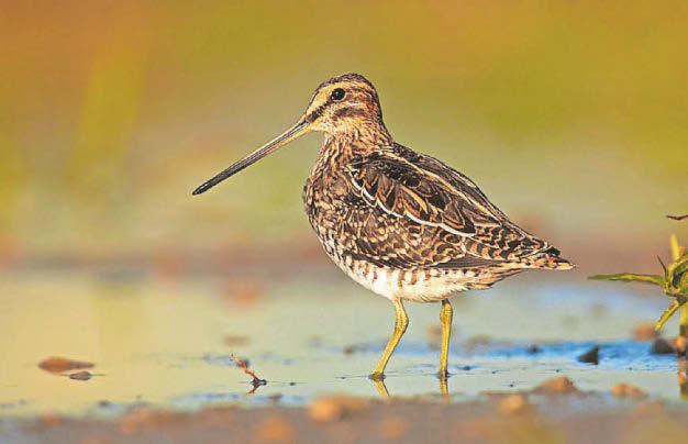 New report reveals birds faring well on Exmoor