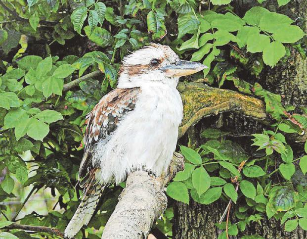 Devon zoo announces closure with 'heavy heart'