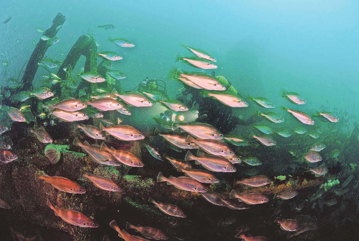 Call to end overfishing to save British fish supper
