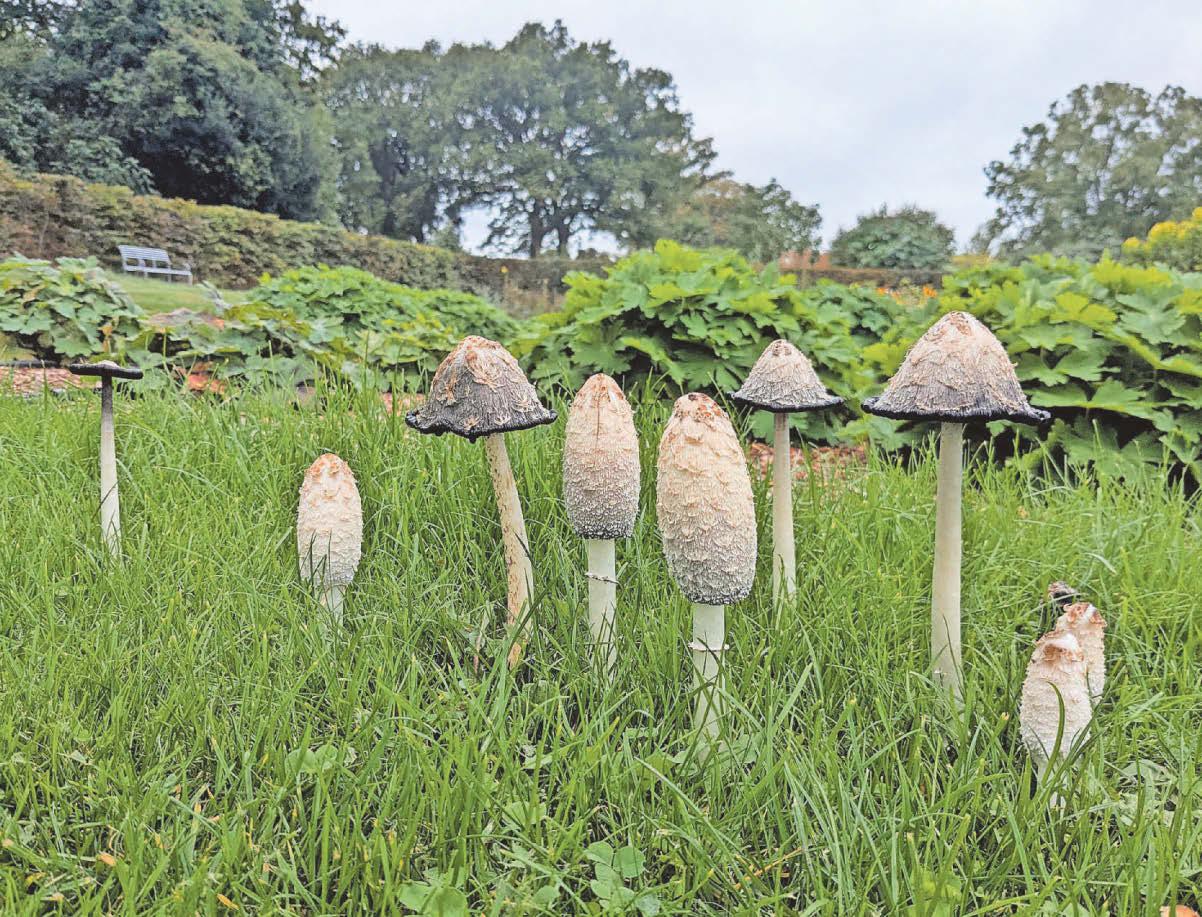 Garden experts are starting to make room for mushrooms