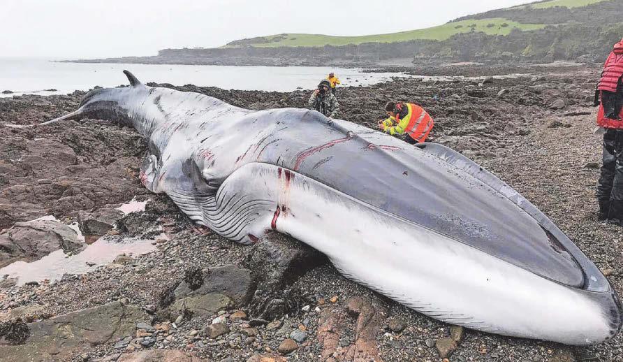 Whale emerges from the depths of Cornish field