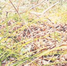 One of UK's rarest plants 'rescued' from footpath site