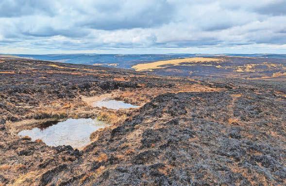 Weather challenge for wildlife