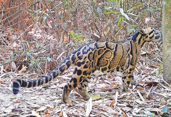 Conservation charity aims to aid world’s rarest species