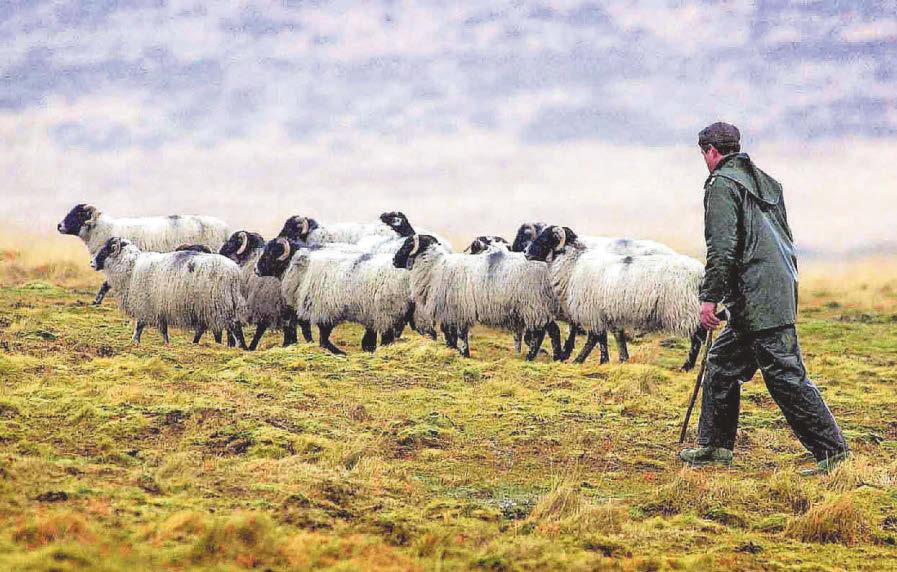 NFU welcomes Defra focus on upland farm challenges