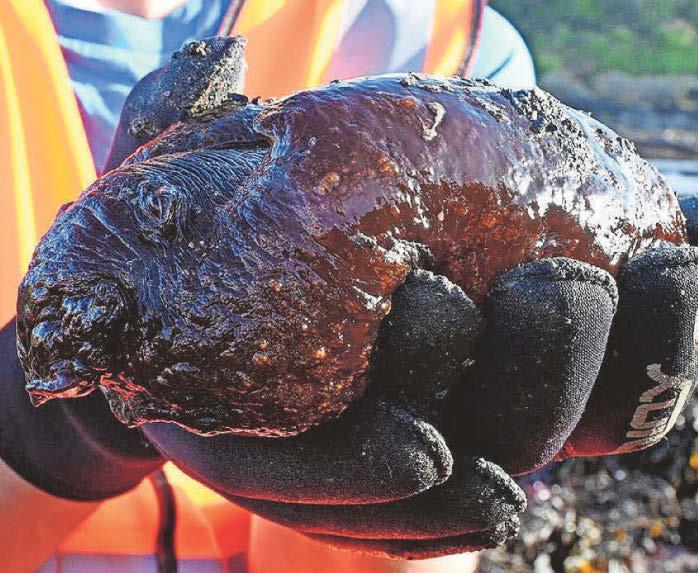 Rare rockpool find on beach 'shows diversity'