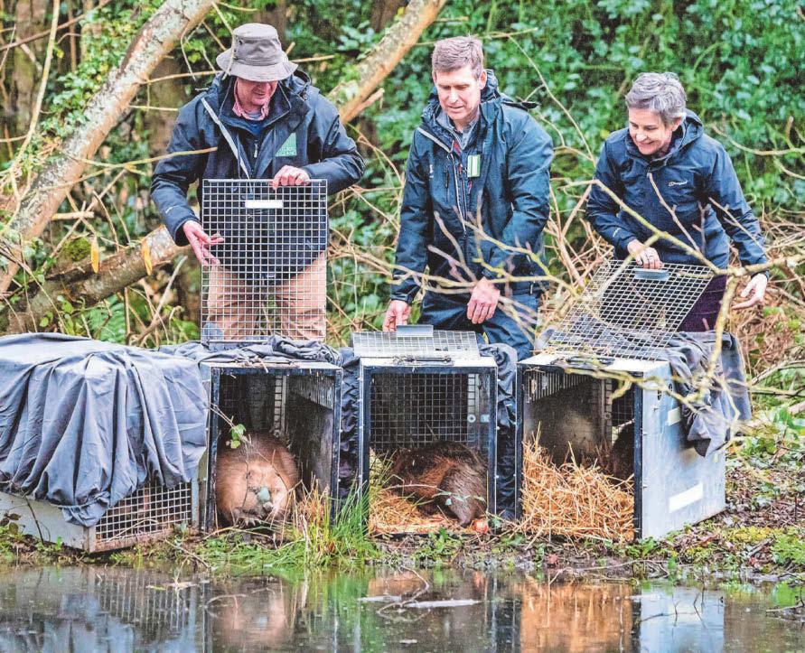 Beavers released to help restore river and wetland