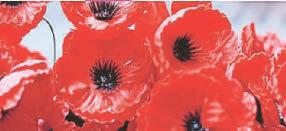 Free travel for all military personnel and cadets