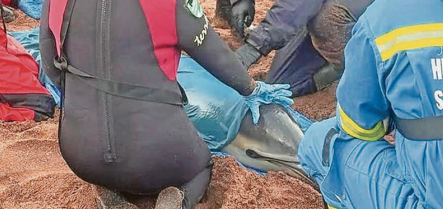 Dolphin rescued after beaching