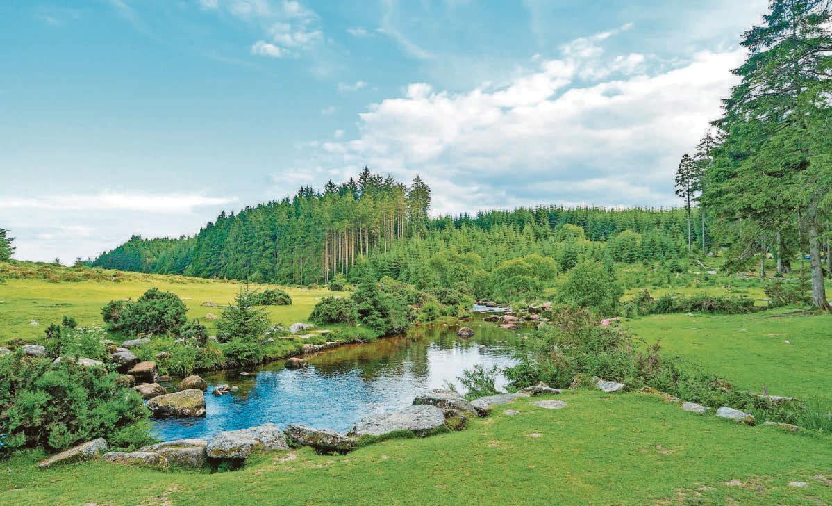 Major tree felling operation at popular Dartmoor beauty spot