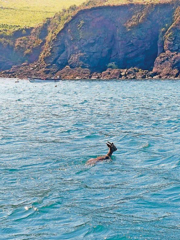 Deer leaps from cliff to escape dog