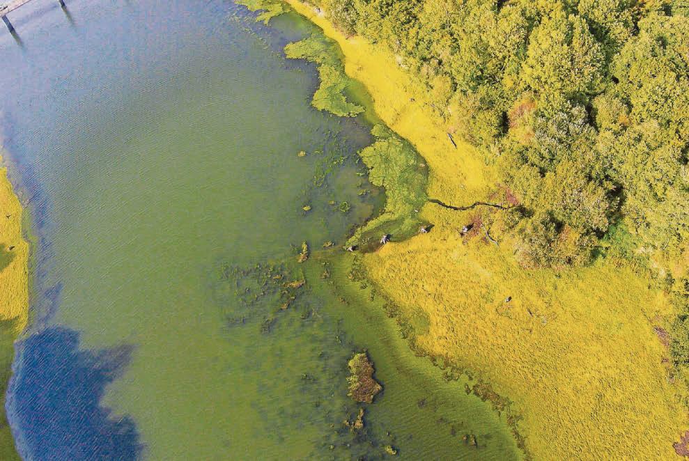 Partners to use funding to work on ways to treat algae earlier