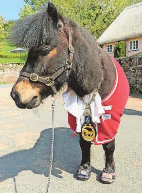 Patrick made figurehead of idea to rescue visitor centre