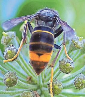 Beekeepers on high alert for Asian hornets