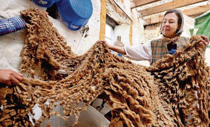 Rebecca's mission to save rare sheep breed