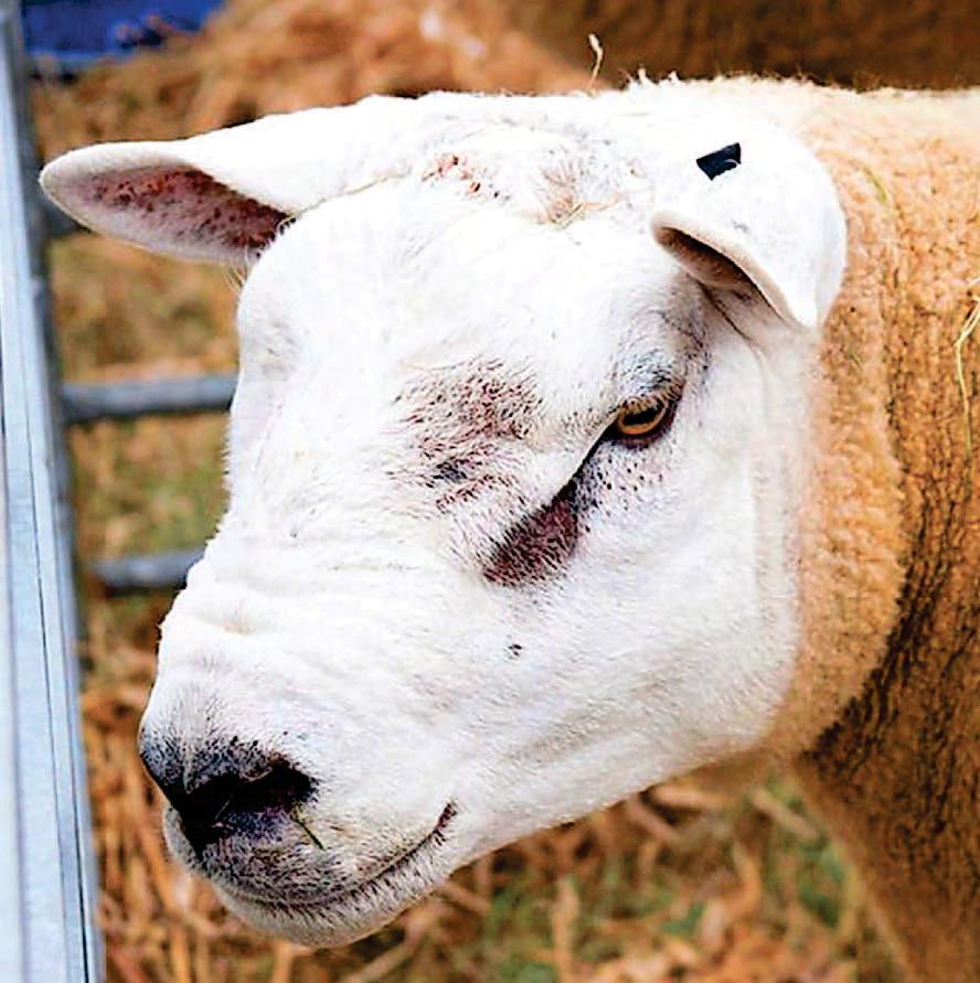 College research key to Sustain Sheep project