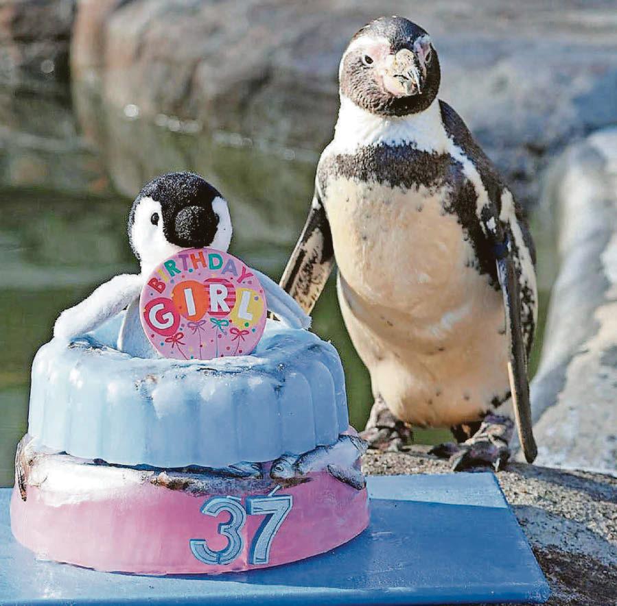 Spneb, world's 'oldest' Humboldt penguin, marks her 37th birthday
