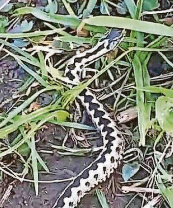 Warning to dog owners after adder spotted