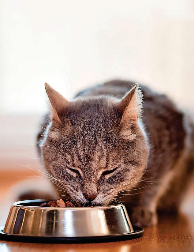 Cat's thyroid is overactive
