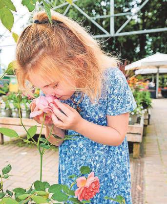 Summer of activities on offer at garden centre