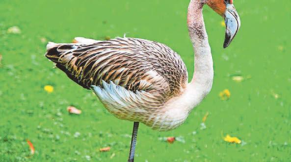 Escapee flamingo Frankie ‘spotted’ on France coast
