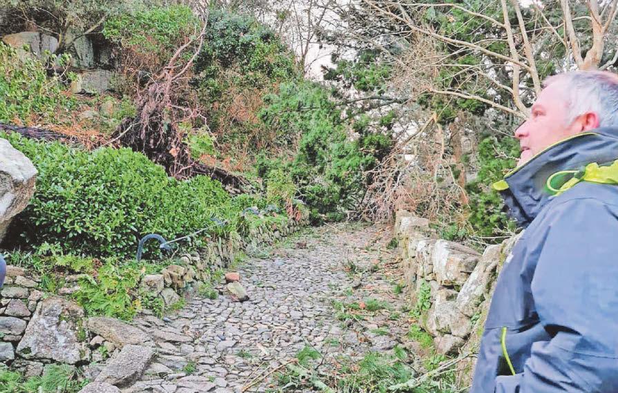 Historic island devastated as 80% of trees lost in storm