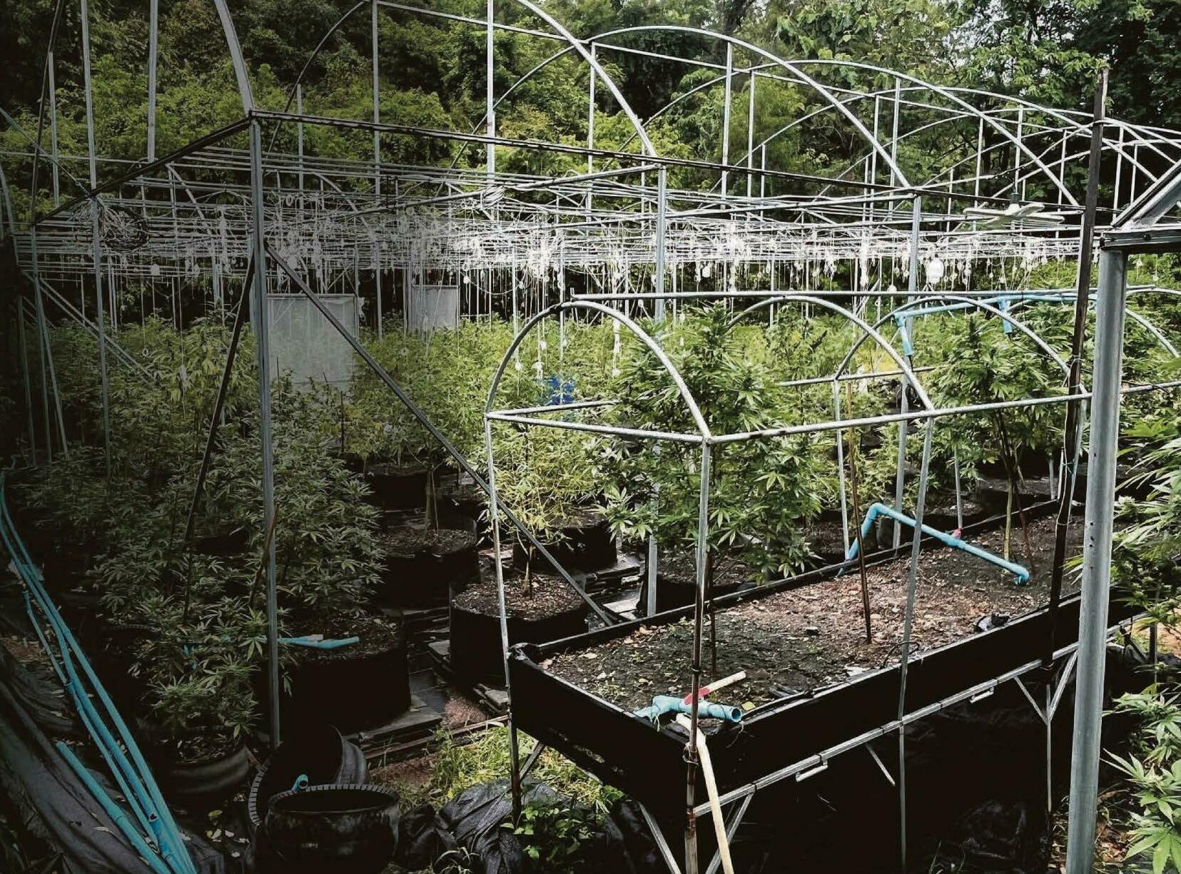 British drug rings invade TV's White Lotus island