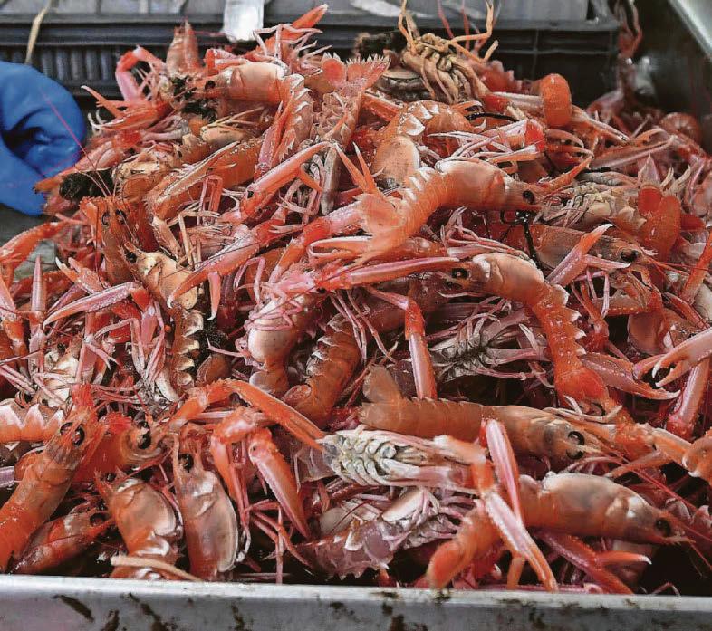 Stop being so shellfish